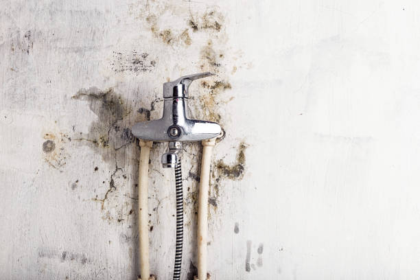 Best Emergency Mold Removal  in Santo Domingo Pueblo, NM