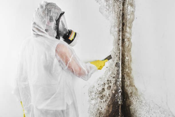 Trusted Santo Domingo Pueblo, NM Mold Removal Experts
