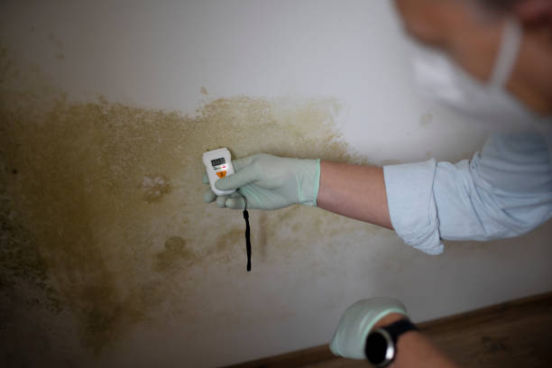 Best Affordable Mold Removal  in Santo Domingo Pueblo, NM