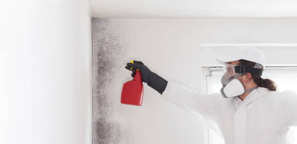 Best Mold Damage Repair  in Santo Domingo Pueblo, NM