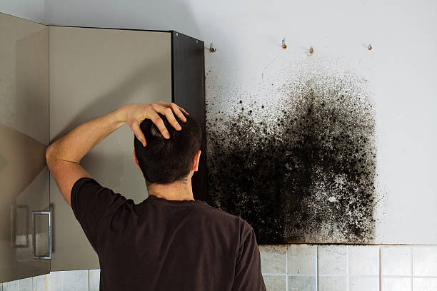 Best Same-Day Mold Removal  in Santo Domingo Pueblo, NM